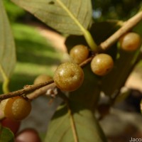 Bridelia retusa (L.) A.Juss.